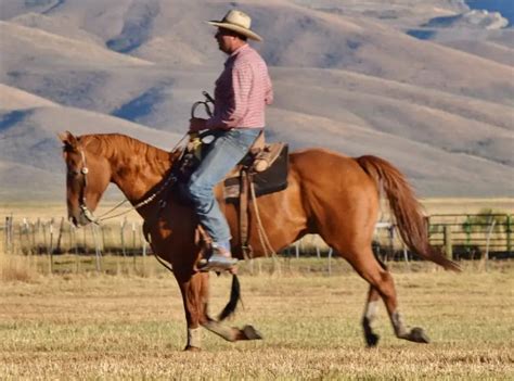 loping a horse western